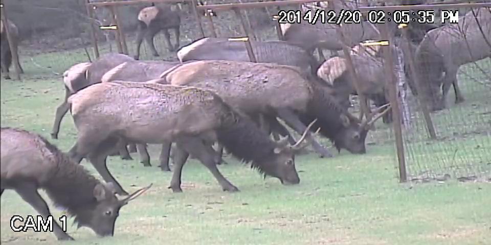Elk.avi_snapshot_00.24_2015.06.13_20.17.01.jpg Elk.avi_snapshot_00.24_2015.06.13_20.17.01.jpg