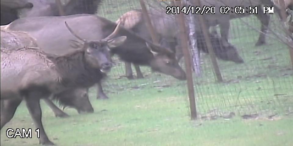 Elk.avi_snapshot_00.40_2015.06.13_20.18.14.jpg Elk.avi_snapshot_00.40_2015.06.13_20.18.14.jpg