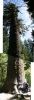 Big-spruce-tree.jpg