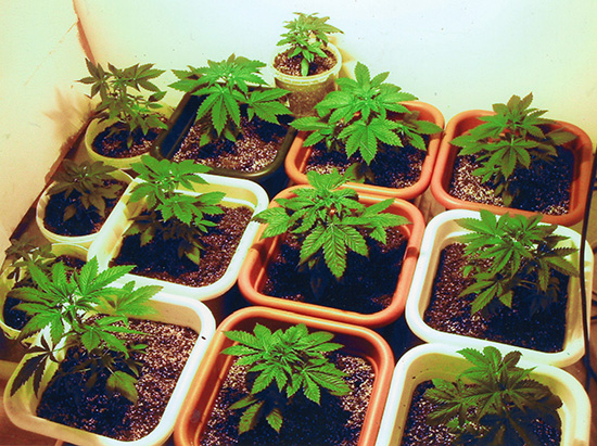 marijuana cultivation