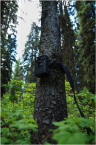 game camera on tree