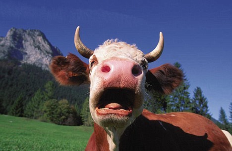 Cow