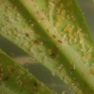 marijuana-aphid-infestation