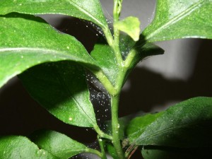 spider-mites-on-lemon-plant
