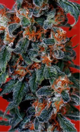 orange_bud