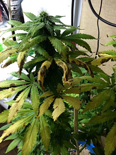 fungus-gnats-cannabis-damage