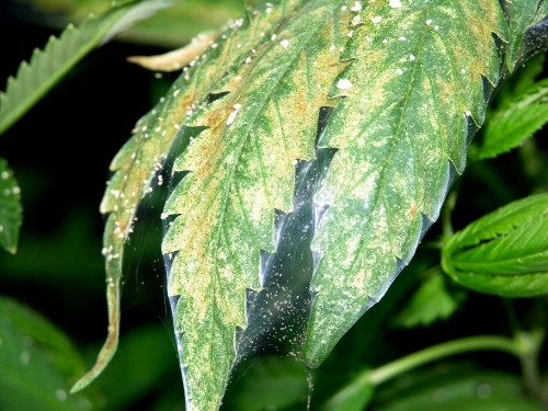 spider-mite-marijuana-webbing-leaf